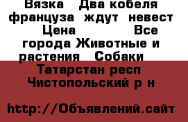  Вязка ! Два кобеля француза ,ждут  невест.. › Цена ­ 11 000 - Все города Животные и растения » Собаки   . Татарстан респ.,Чистопольский р-н